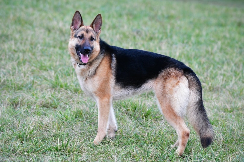 german shepherd standing on the grass