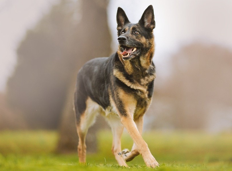 german shepherd walking outdoor