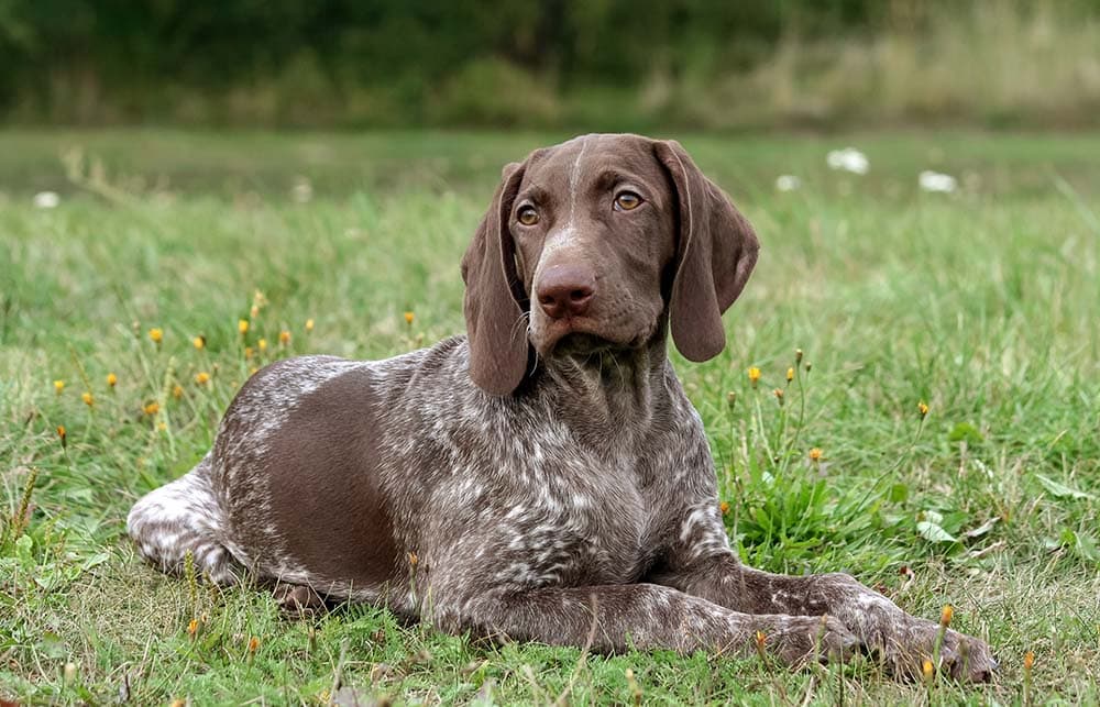 German shorthaired dog on the grass