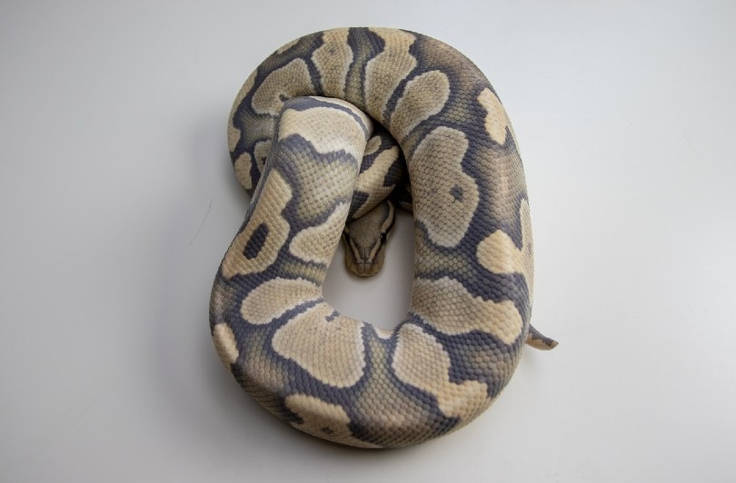 ghost ball python