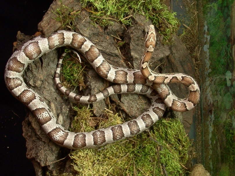 ghost corn snake in vivarium