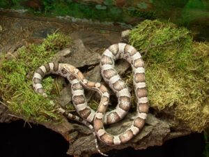 Ghost Corn Snake: Facts, Pictures, Info & Care Guide | The Vet Desk