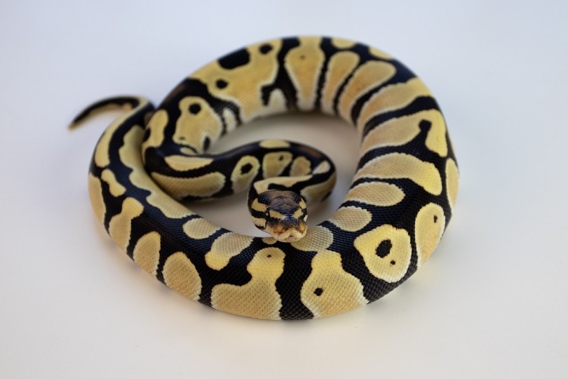 ghost python