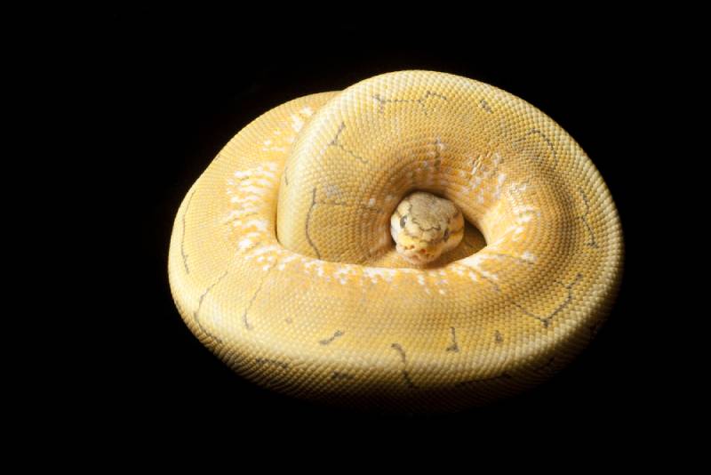 ghost spinner ball python on black background