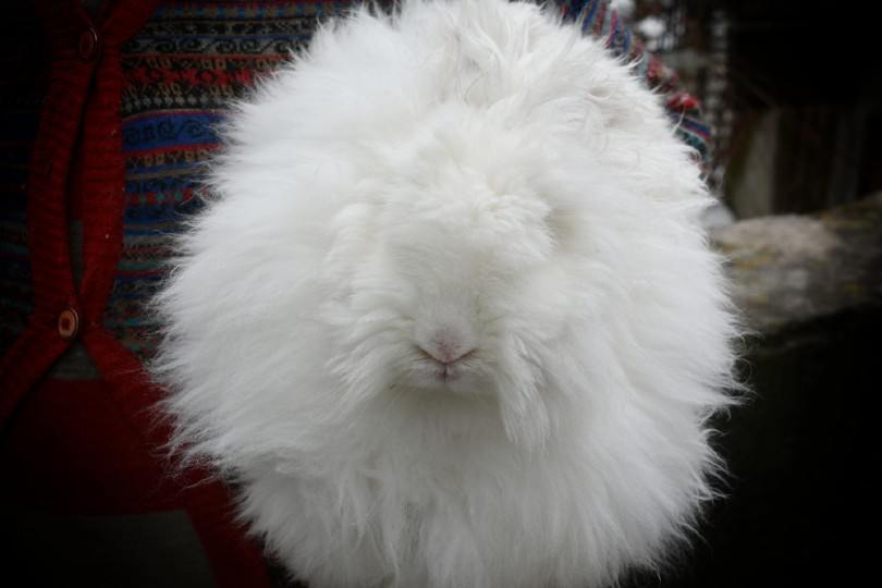 giant angora rabbit