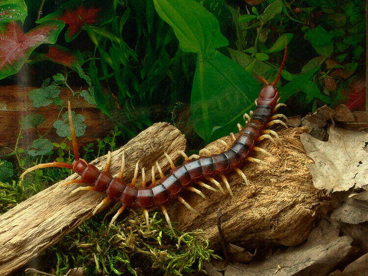 giant-centipede