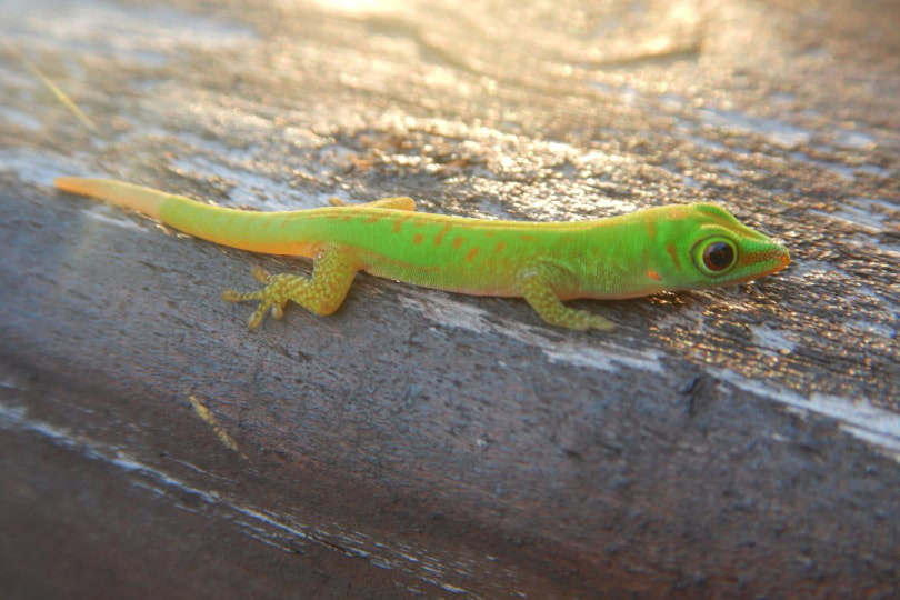 giant day gecko II_Piqsels