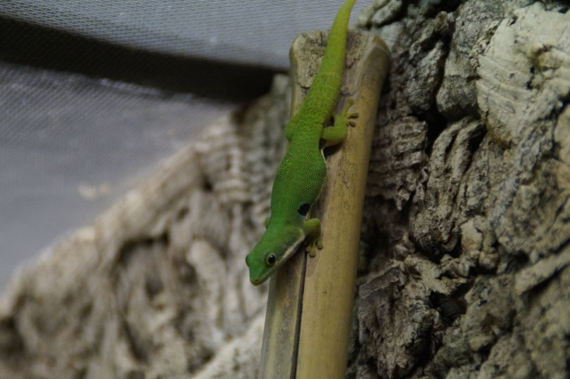 giant day gecko crawling_Piqsels