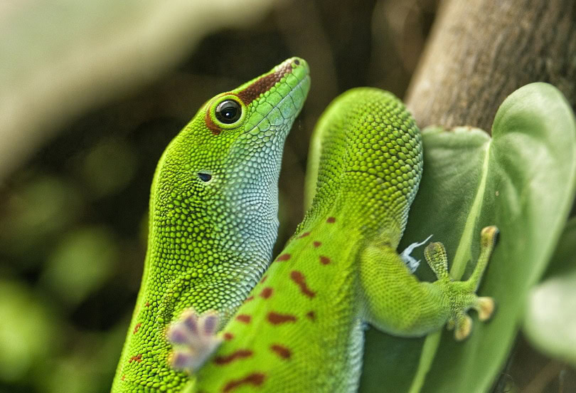 giant day gecko_Denis Doukhan_Pixabay