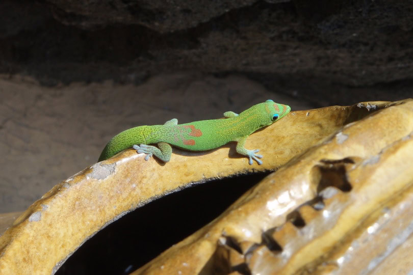 giant day gecko_Gretta Bartoli_Pixabay