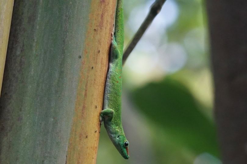 giant day gecko_Marcel Langthim_Pixabay
