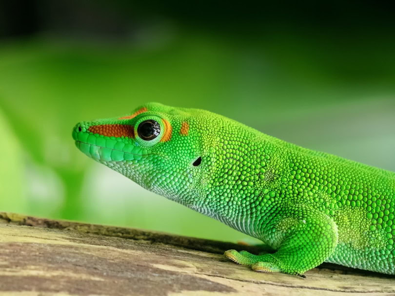 giant day gecko_moonzigg_Pixabay