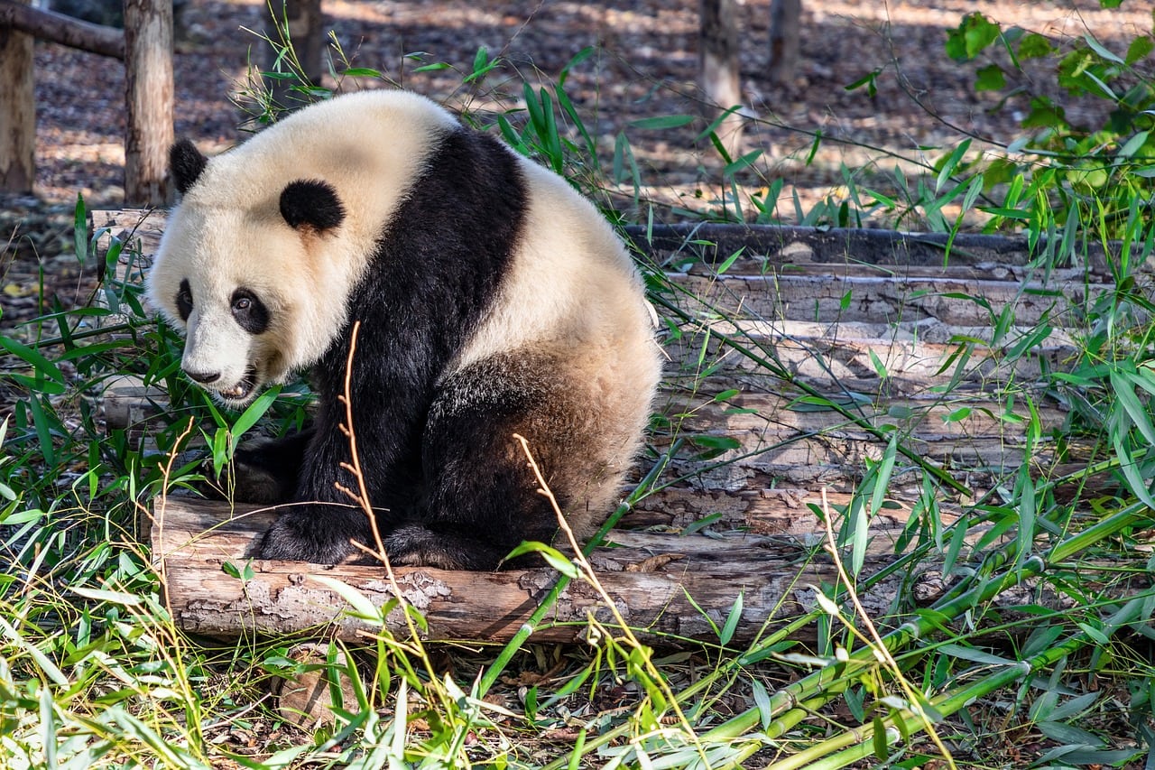 giant panda eating