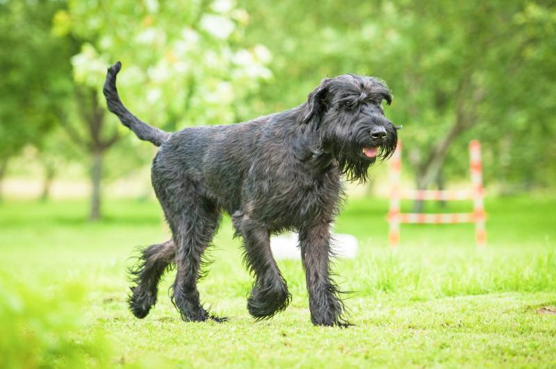 giant schnauzer dog walking on the grass