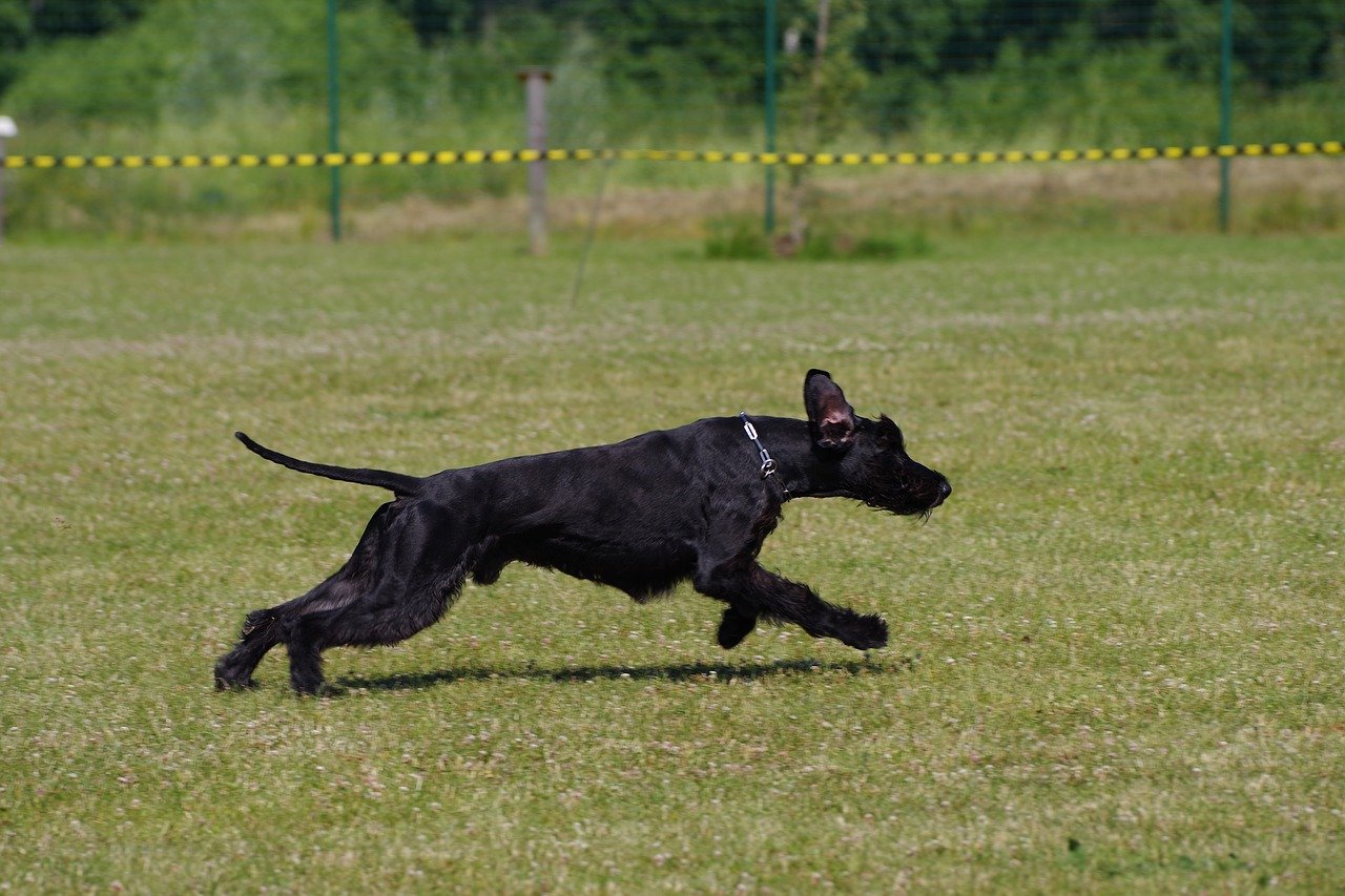 giant schnauzer running