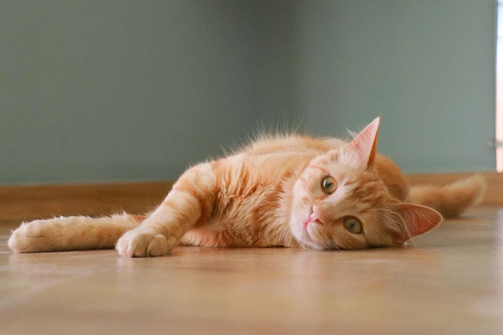 ginger cat lying on the floor