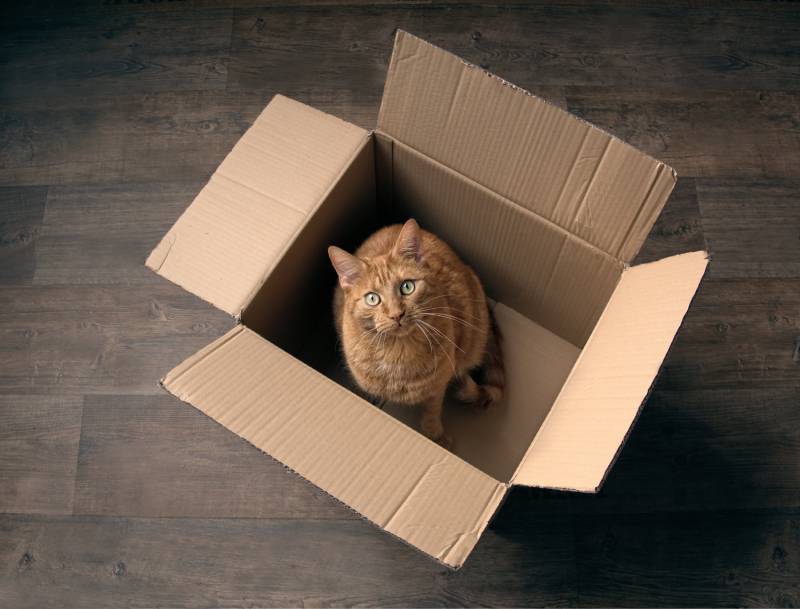ginger cat sitting in a cardboard box on a wooden floor