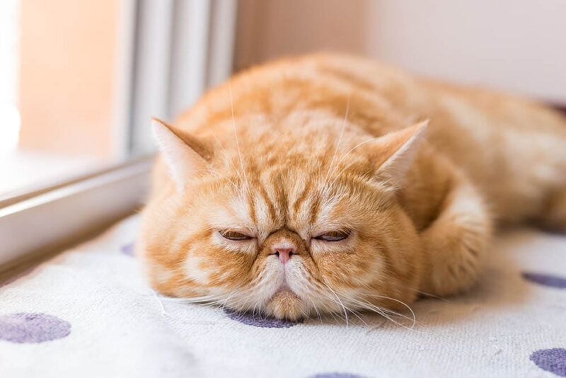 ginger exotic shorthair cat sleeping near a door