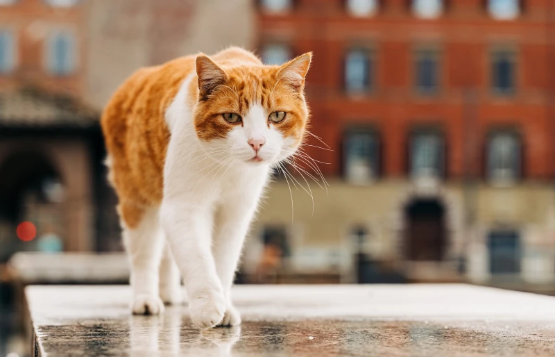 ginger stray cat outdoors