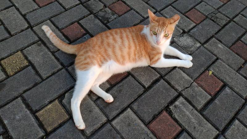 ginger tabby cat wag its tail is cute