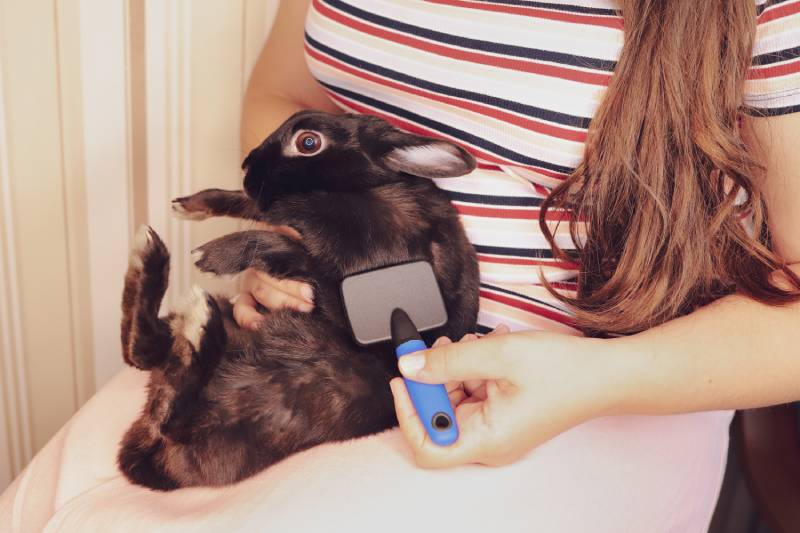 girl combs shedding black little rabbit with a comb