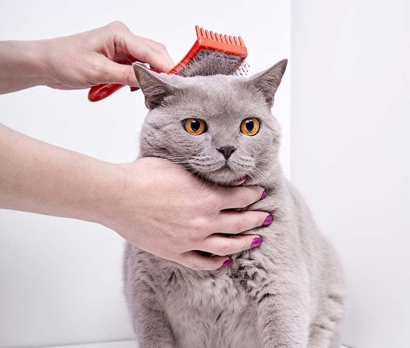 girl combs the hair of a british shorthair cat