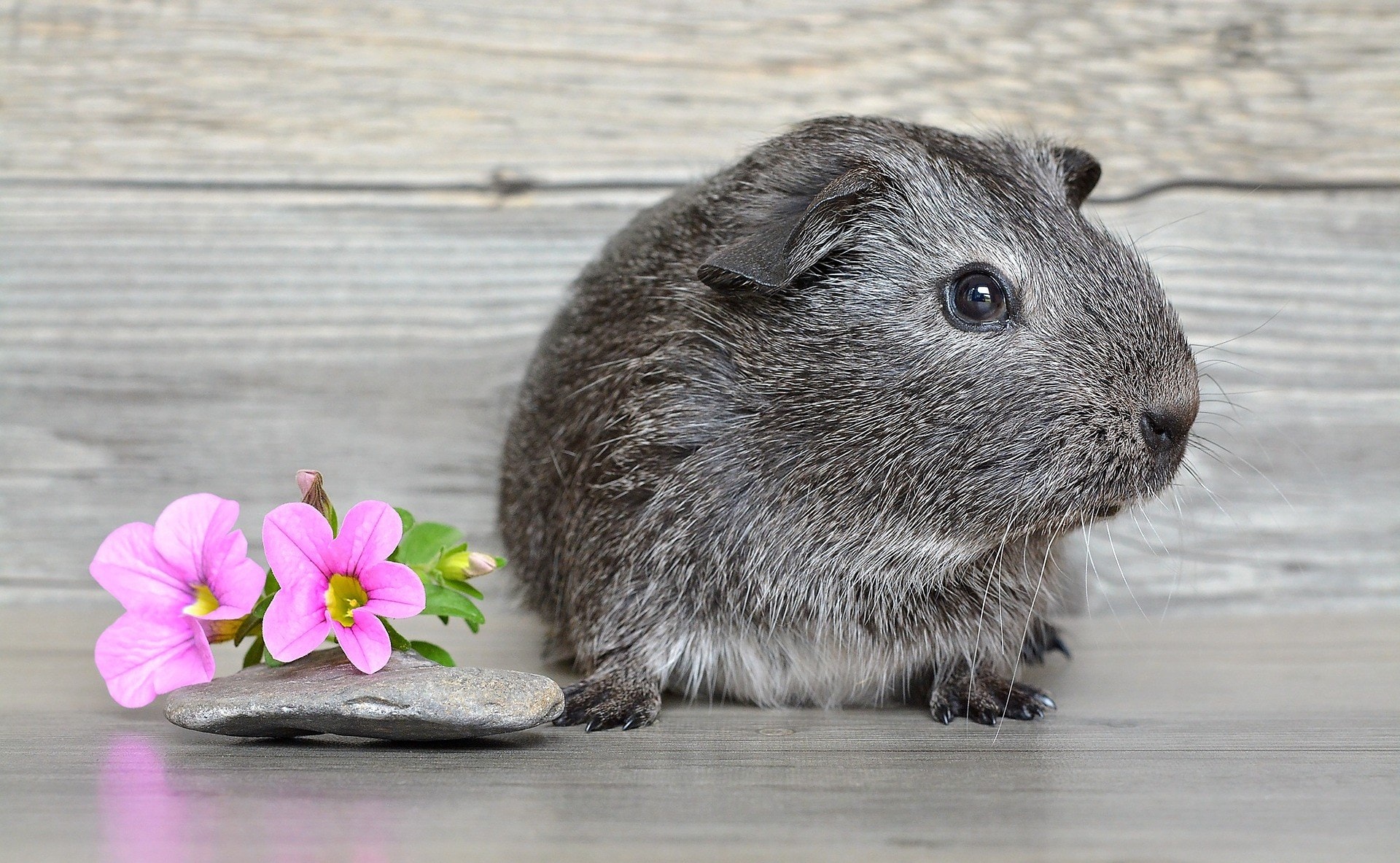 grey guinea pig