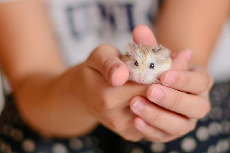 girl holding hamster