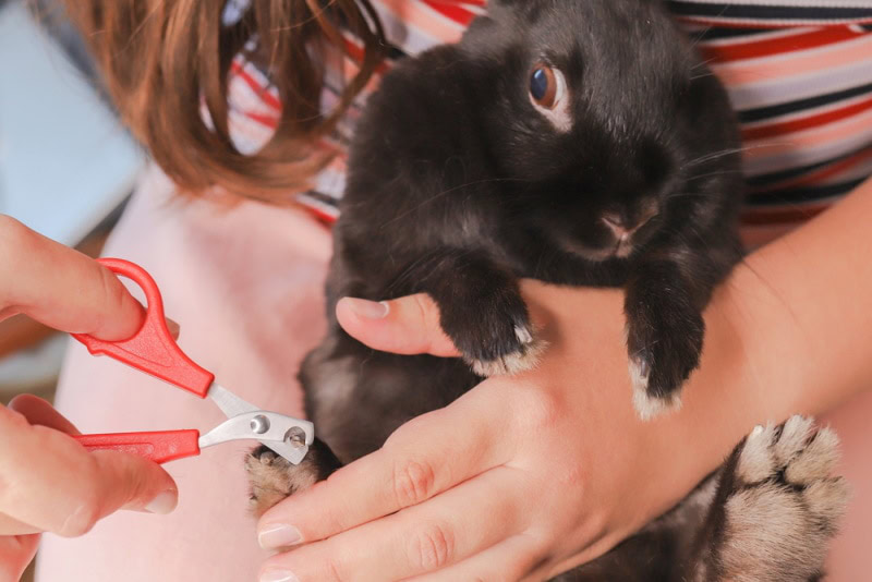 girl trimming rabbit nails