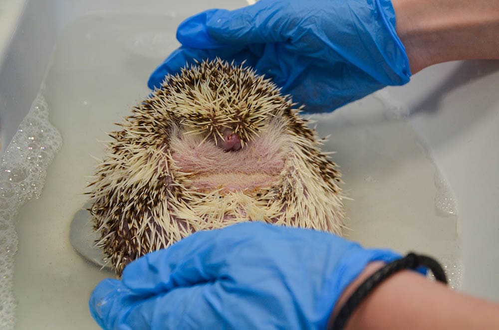 giving a hedgehog a bath