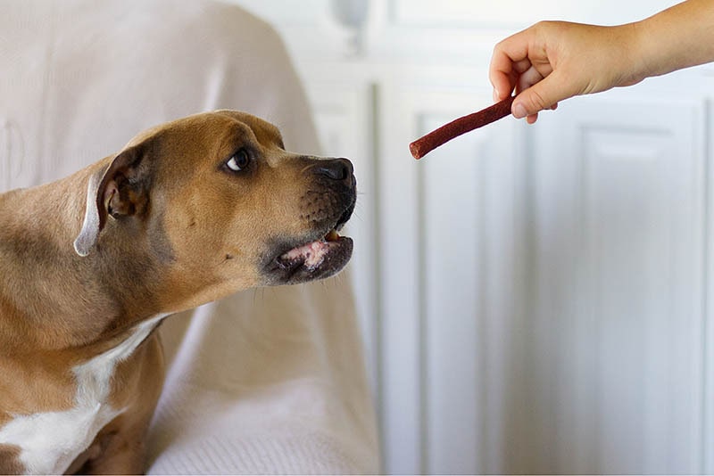 giving pitbull a treat