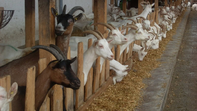 goat in the farm