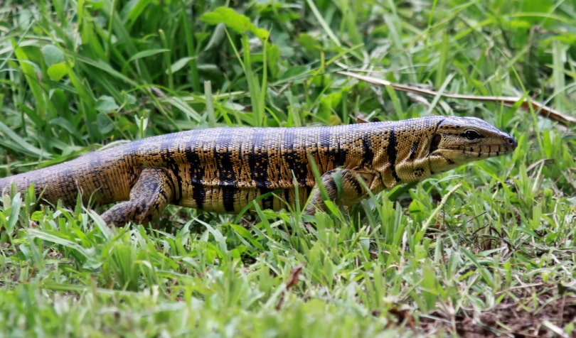 gold tegu_Henner Damke_Shutterstock