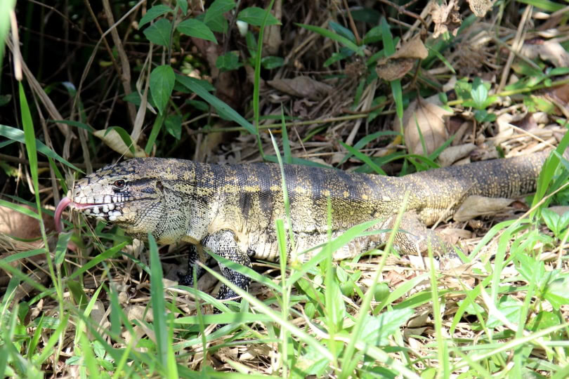 gold tegu_Joelfotos_Pixabay