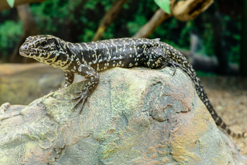 gold tegu_smspsy_Shutterstock
