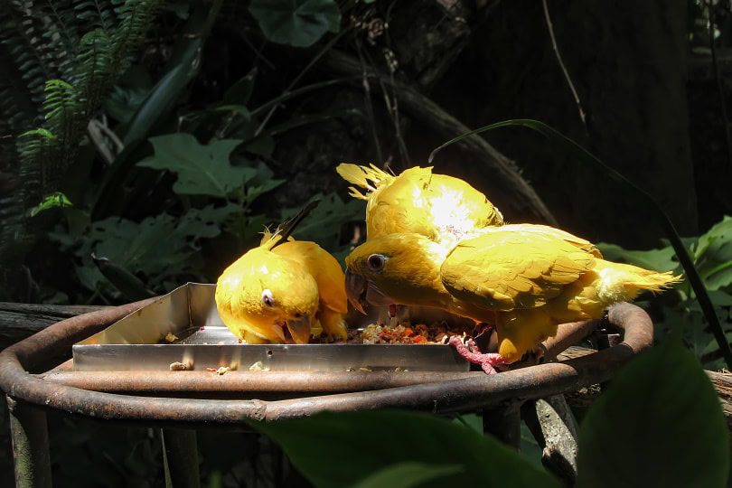 golden conure eating