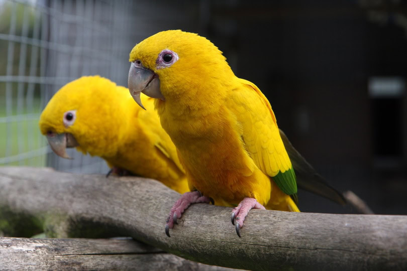 golden conure