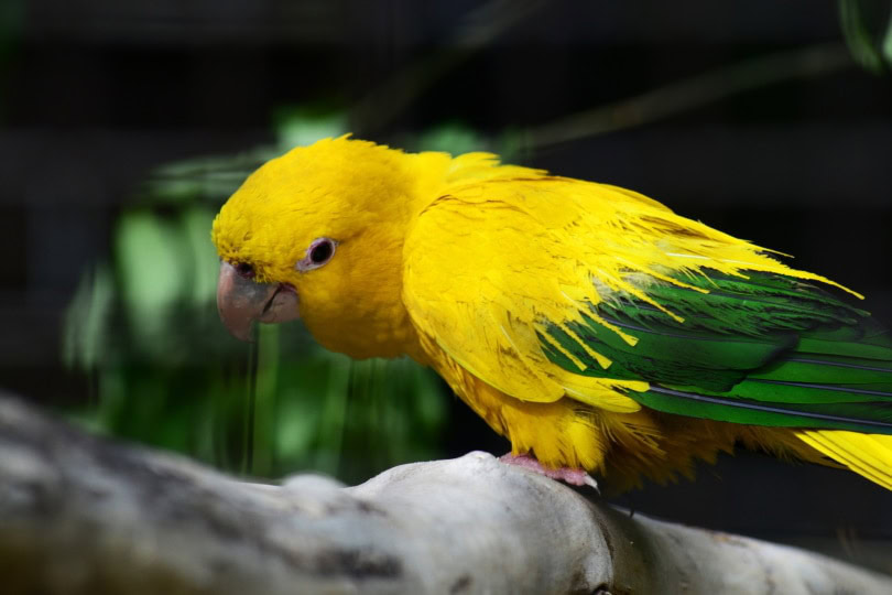 golden conure