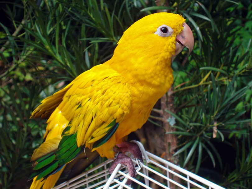 golden conure