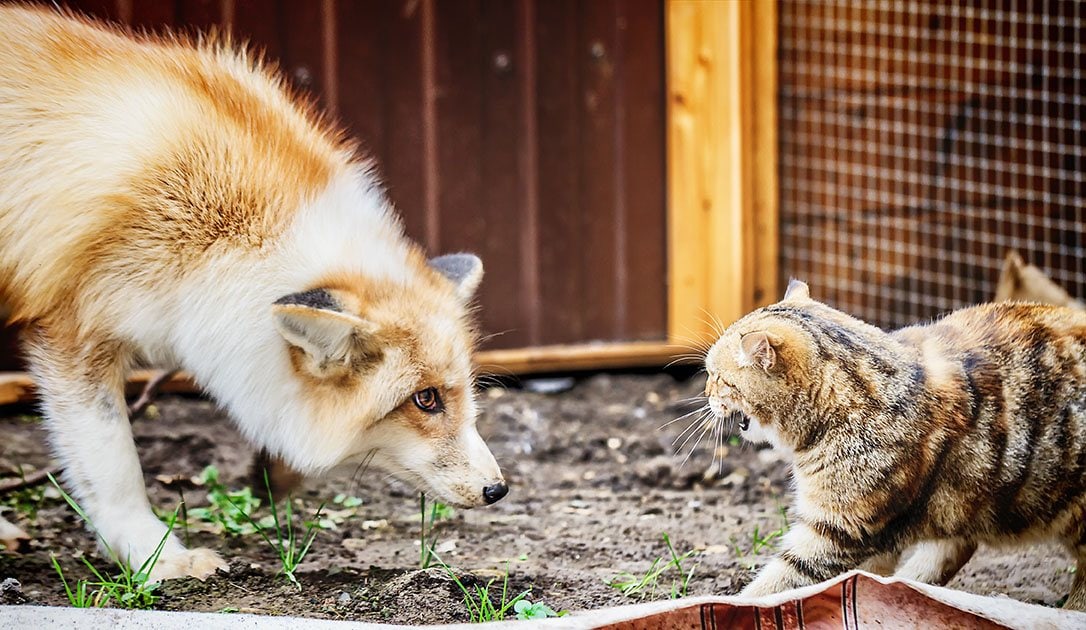 golden fox and a cat