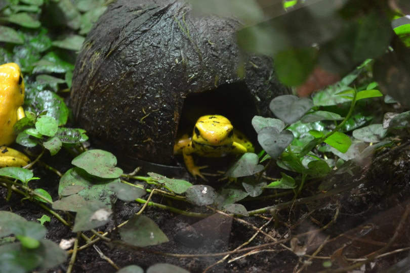golden-poison-frog
