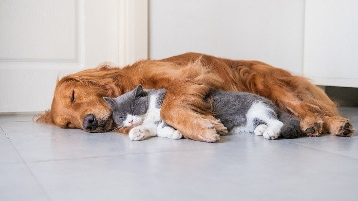 golden retriever and cat