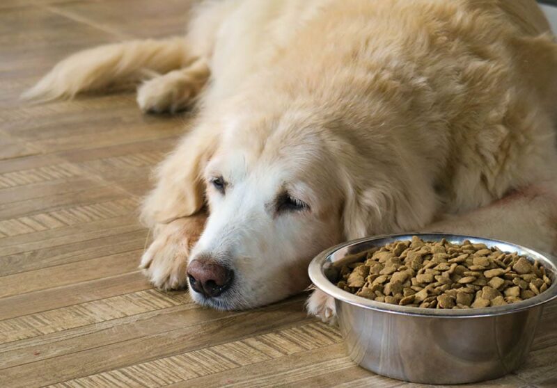 golden retriever not eating its food