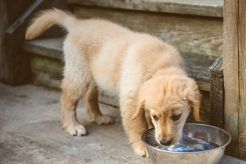 golden retriever puppy drinking
