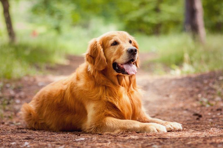 golden retriever_Shutterstock_Olena Brodetska
