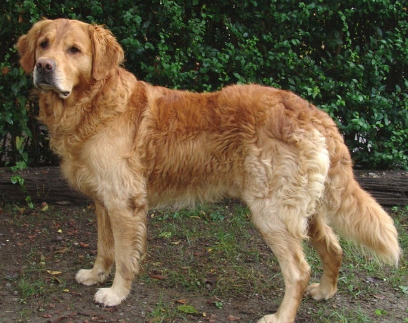 golden retriever_ToB_Wikimedia