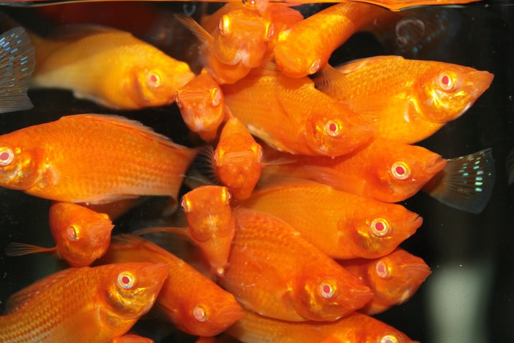 golden sailfin molly