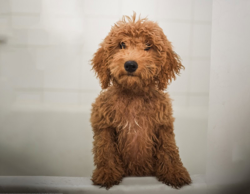 goldendoodle dog in the bathtub