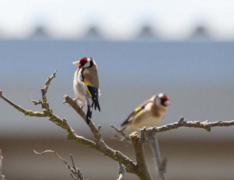 goldfinch-pixabay