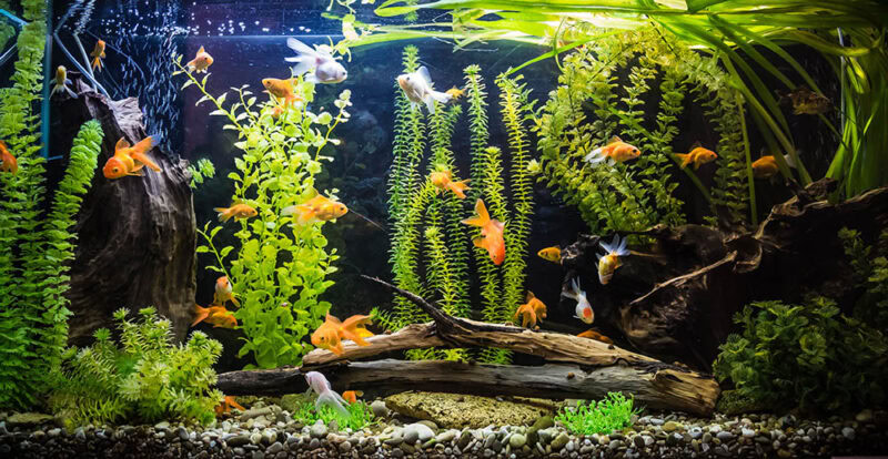 goldfish and guppies in tank